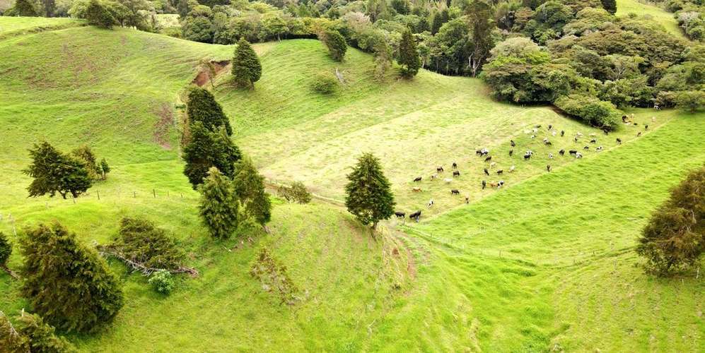 Farm in Moravia San Jose - 20 Hectares Dairy Production - Owner