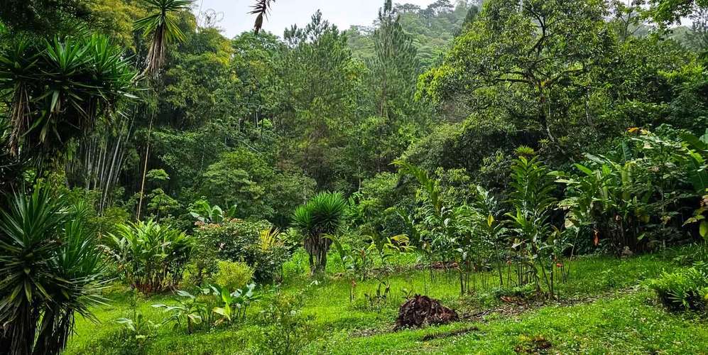 Finca 443 ha en Orosí Cartago - Bosque certificado - Turismo rural y