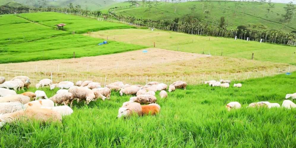 Finca agroindustrial en Naranjo Alajuela - Suelos agrícolas - Imagen 1