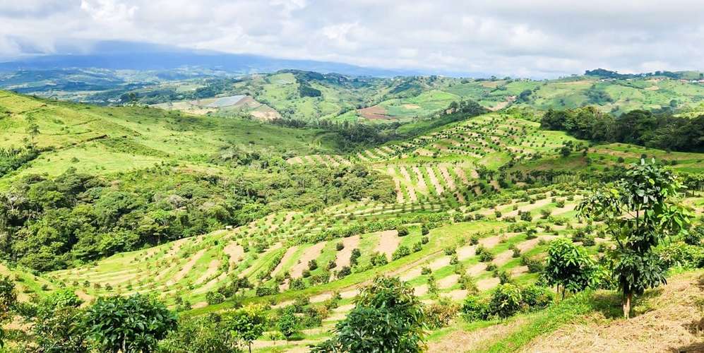 Finca agroindustrial en Naranjo Alajuela - Suelos agrícolas - Imagen 5