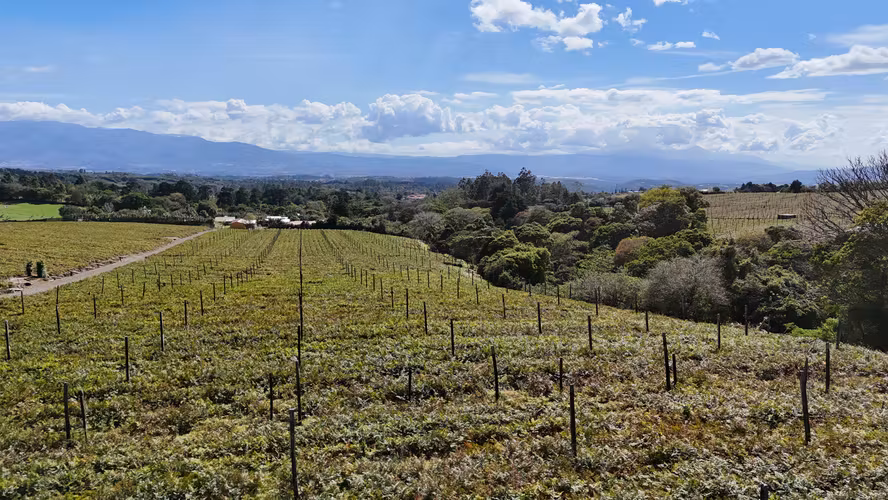 LOTES EN VENTA CON VISTAS PANORAMICAS  -  SABANA REDONDA DE POAS