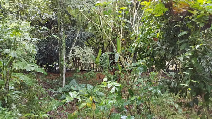 Terreno de 4270 m2 en Pococí, Limón