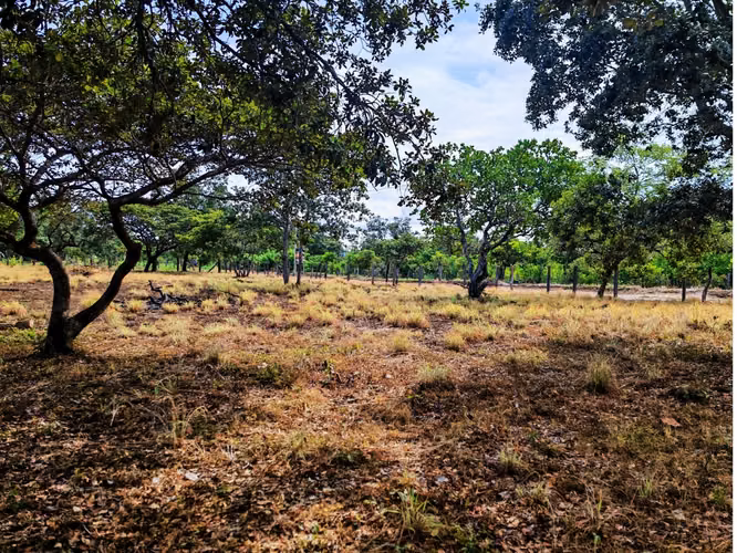 Lote en venta en Curubandé de Liberia con financiamiento directo - Imagen 9