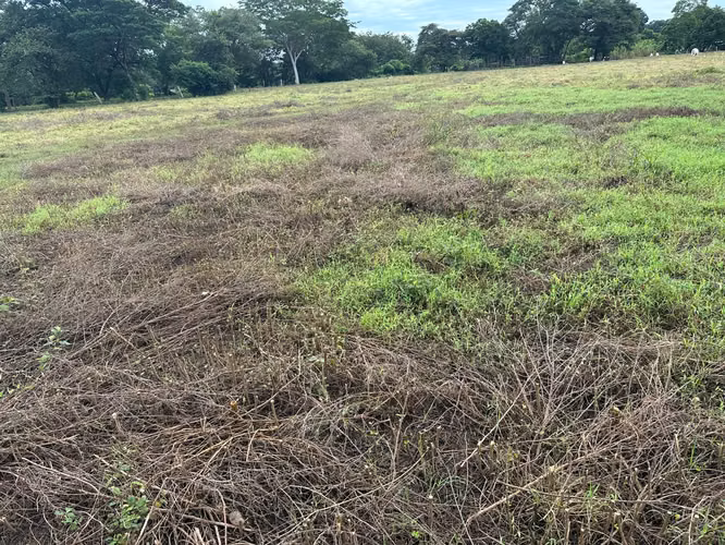 Venta de terreno en Palmira Guanacaste, ideal para convertirlo en parcelas. - Imagen 8
