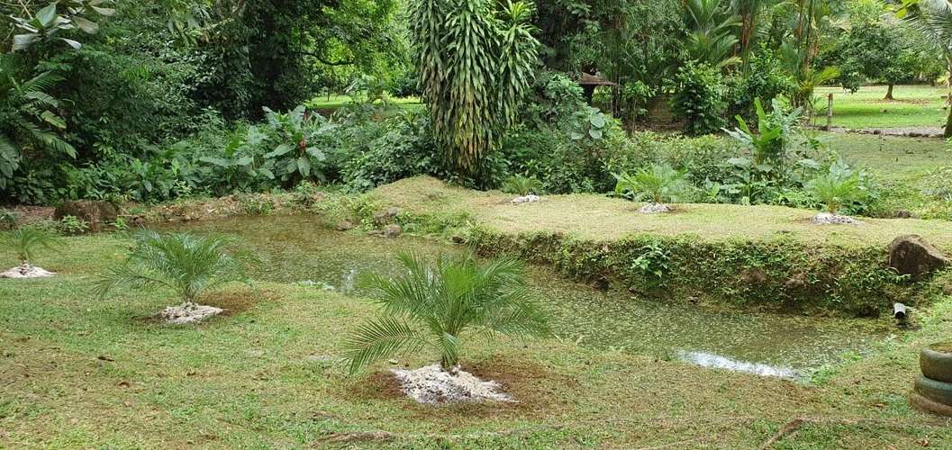 Finca en Venta. Huetares de Río Frío. Sarapiquí. - Imagen 11