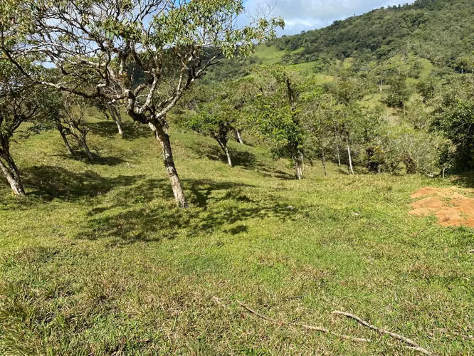 Venta de Finca de 11 Hectáreas en Ángeles de San Ramón, Alajuela - Imagen 11
