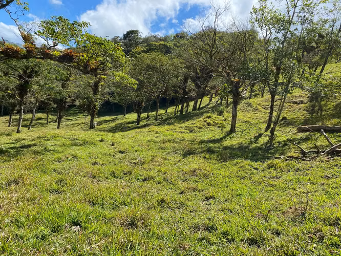Venta de Finca de 11 Hectáreas en Ángeles de San Ramón, Alajuela - Imagen 4