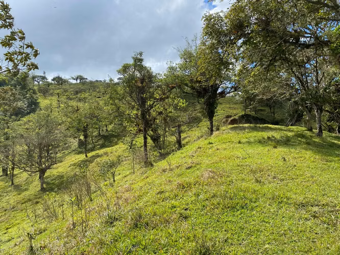 Venta de Finca de 11 Hectáreas en Ángeles de San Ramón, Alajuela - Imagen 9