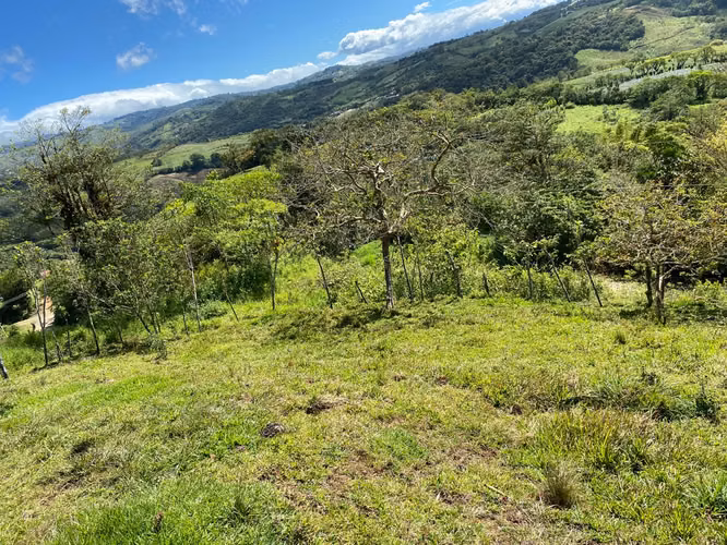 Venta de Finca de 11 Hectáreas en Ángeles de San Ramón, Alajuela - Imagen 14