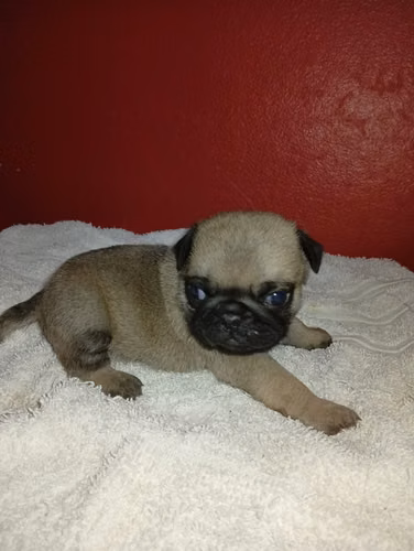 PUG HEBRAS/MACHOS 2 MESES ENTREGA 10 AGOSTO PERROSALFAK9.COM