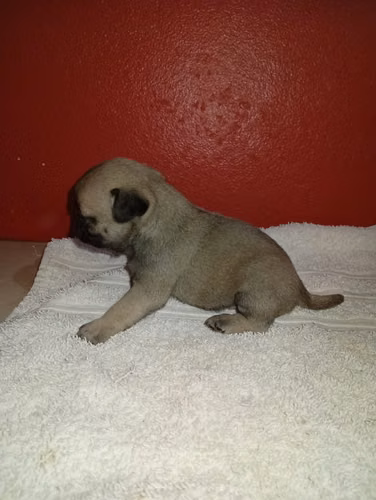 PUG HEBRAS/MACHOS 2 MESES ENTREGA 10 AGOSTO PERROSALFAK9.COM