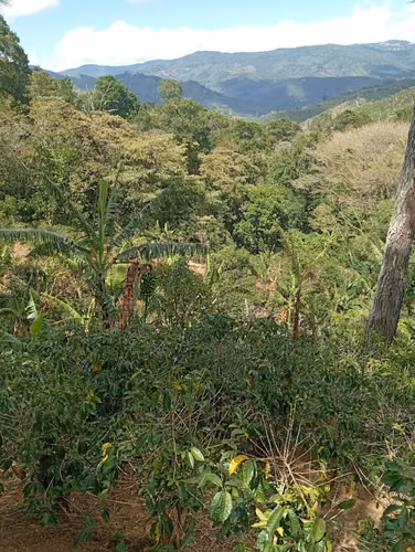 FINCA CAFETALERA EN VENTA –  La Pastora de Tarrazú, COSTA RICA - Imagen 14