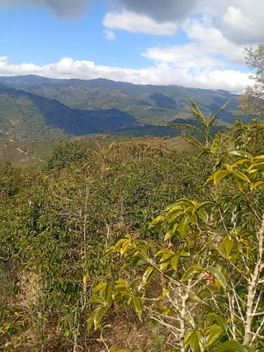 FINCA CAFETALERA EN VENTA –  La Pastora de Tarrazú, COSTA RICA - Imagen 13