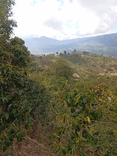 FINCA CAFETALERA EN VENTA –  La Pastora de Tarrazú, COSTA RICA - Imagen 10