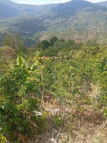FINCA CAFETALERA EN VENTA –  La Pastora de Tarrazú, COSTA RICA - Imagen 12
