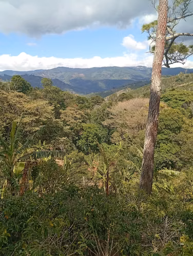 FINCA CAFETALERA EN VENTA –  La Pastora de Tarrazú, COSTA RICA - Imagen 6