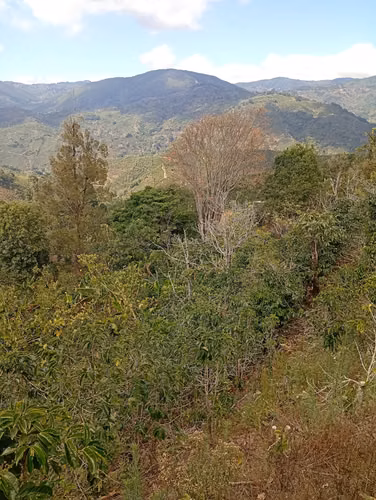 FINCA CAFETALERA EN VENTA –  La Pastora de Tarrazú, COSTA RICA - Imagen 8