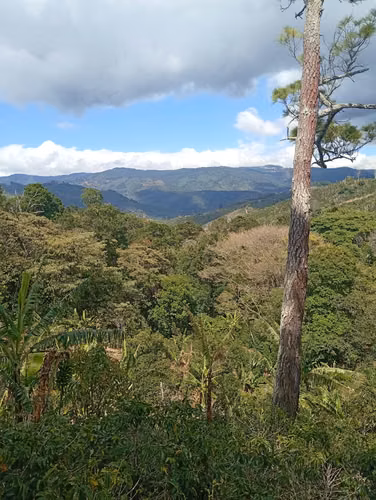 FINCA CAFETALERA EN VENTA –  La Pastora de Tarrazú, COSTA RICA - Imagen 5