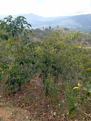 FINCA CAFETALERA EN VENTA –  La Pastora de Tarrazú, COSTA RICA - Imagen 11