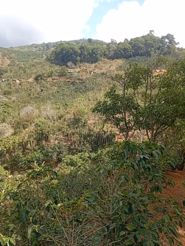FINCA CAFETALERA EN VENTA –  La Pastora de Tarrazú, COSTA RICA - Imagen 7
