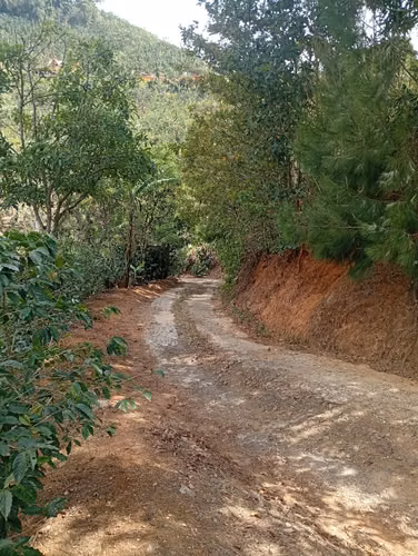 FINCA CAFETALERA EN VENTA –  La Pastora de Tarrazú, COSTA RICA - Imagen 9