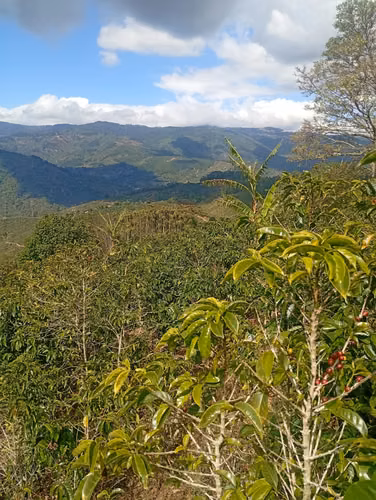 FINCA CAFETALERA EN VENTA –  La Pastora de Tarrazú, COSTA RICA - Imagen 4