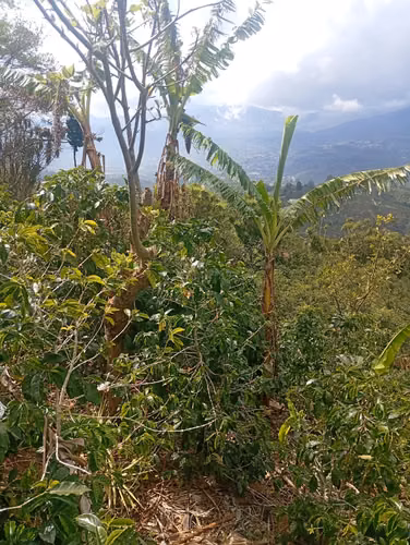 FINCA CAFETALERA EN VENTA –  La Pastora de Tarrazú, COSTA RICA - Imagen 3