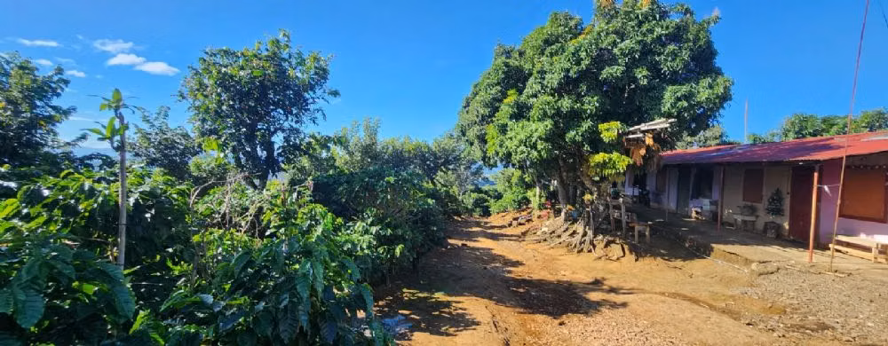 FINCA CAFETALERA EN VENTA - Imagen 5