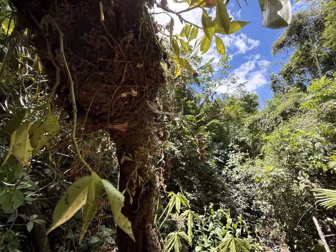 Se vende el terreno en Puriscal