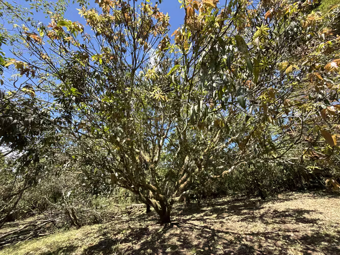 Se vende el terreno en Puriscal