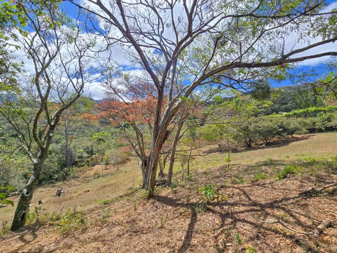 LOTE DE 3.010 M2 CON VISTA PANORÁMICA EN SAN ANTONIO DE ESCAZU (CARRIZAL) - Imagen 16