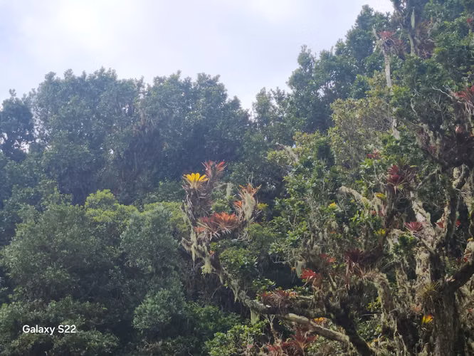 TERRENOS UNICOS DE MONTAÑA EN PARAMO SAN GERARDO DE DOTA 7 HTS
