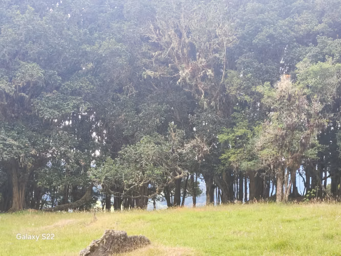 TERRENOS UNICOS DE MONTAÑA EN PARAMO SAN GERARDO DE DOTA 7 HTS