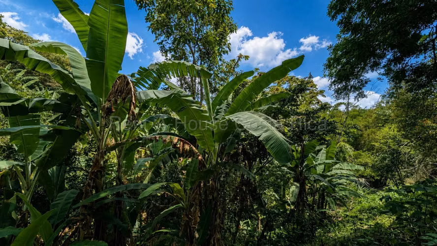 Lote en venta-Naranjo, Cirri sur, Alajuela