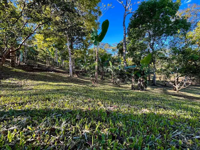 LAND FOR SALE IN PURISCAL