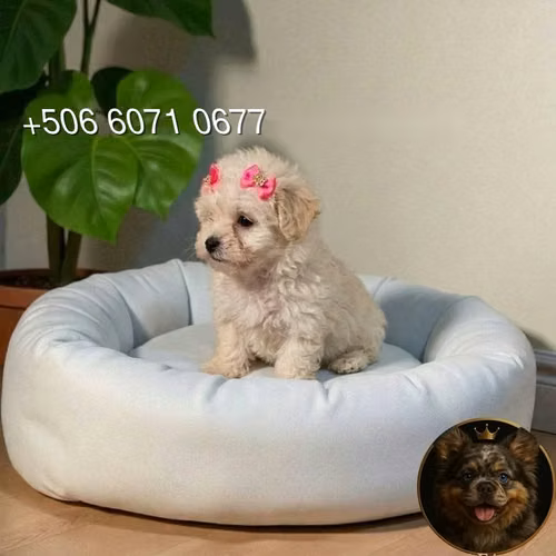 French Poodle Tácita - Imagen 1