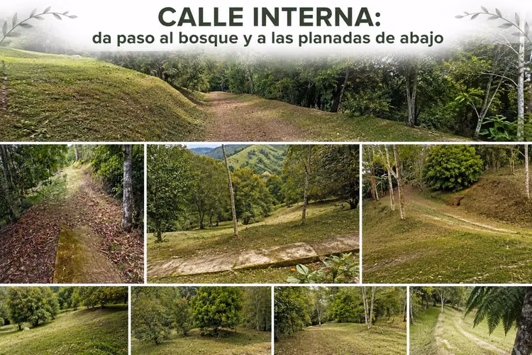 Quinta en Puriscal/vista al mar-agrícola - Imagen 9