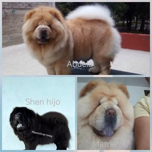 Chow chow