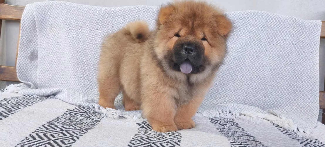 Chow chow