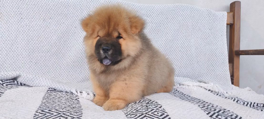Chow chow