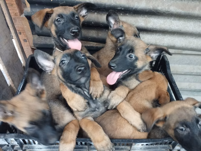 Venta de cachorros Pastor Belga Malinois