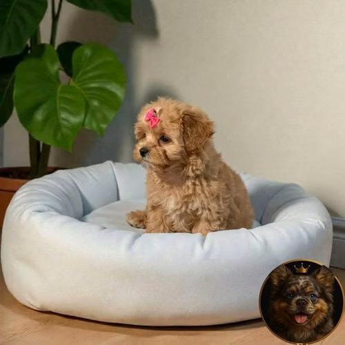 Maltipoo - Imagen 9