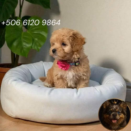 Maltipoo - Imagen 1