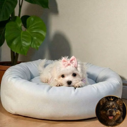 Bichón Maltés
