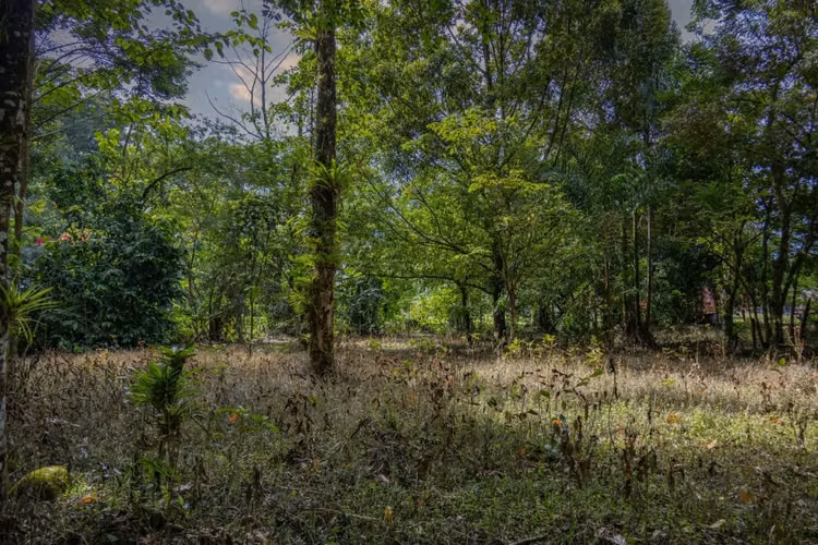 Venta de Terreno en Cubujuquí, Horquetas de Sarapiquí - Imagen 6