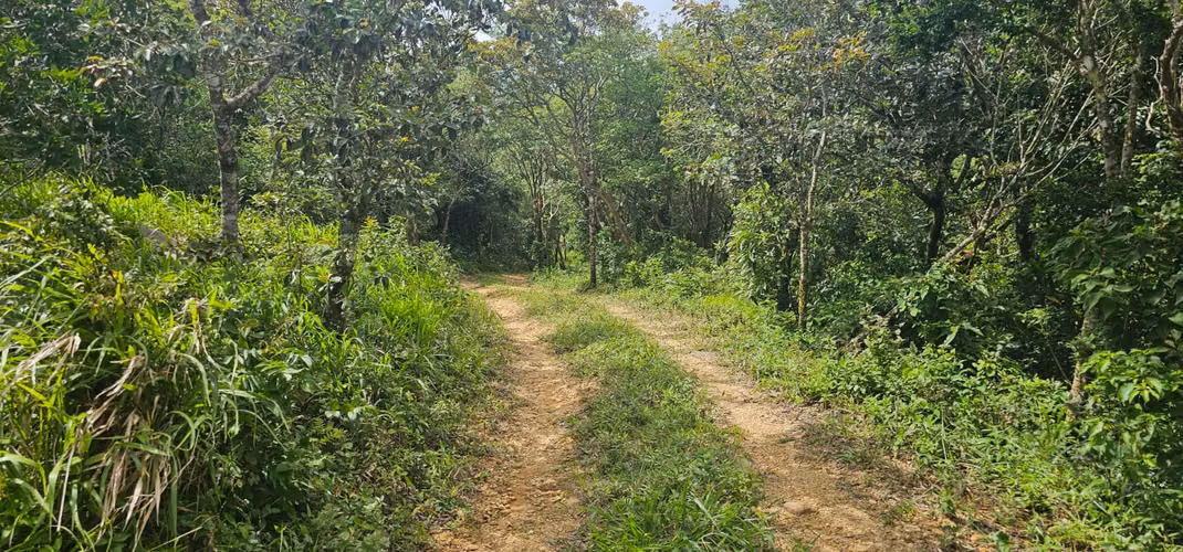 Finca en corredor biológico Montes del Aguacate, San Ramón, Alajuela - Imagen 18