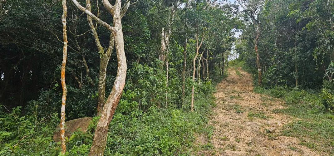 Finca en corredor biológico Montes del Aguacate, San Ramón, Alajuela - Imagen 2