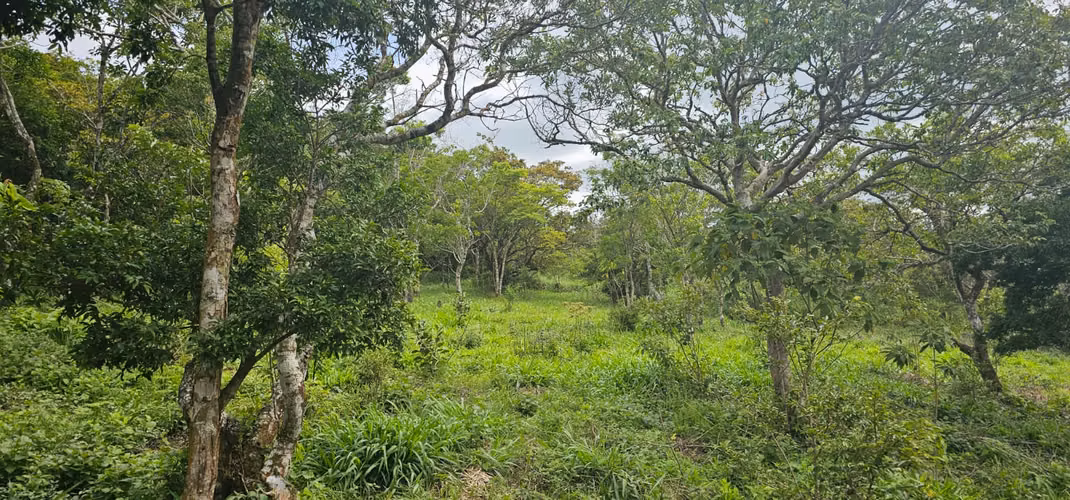 Finca en corredor biológico Montes del Aguacate, San Ramón, Alajuela - Imagen 8