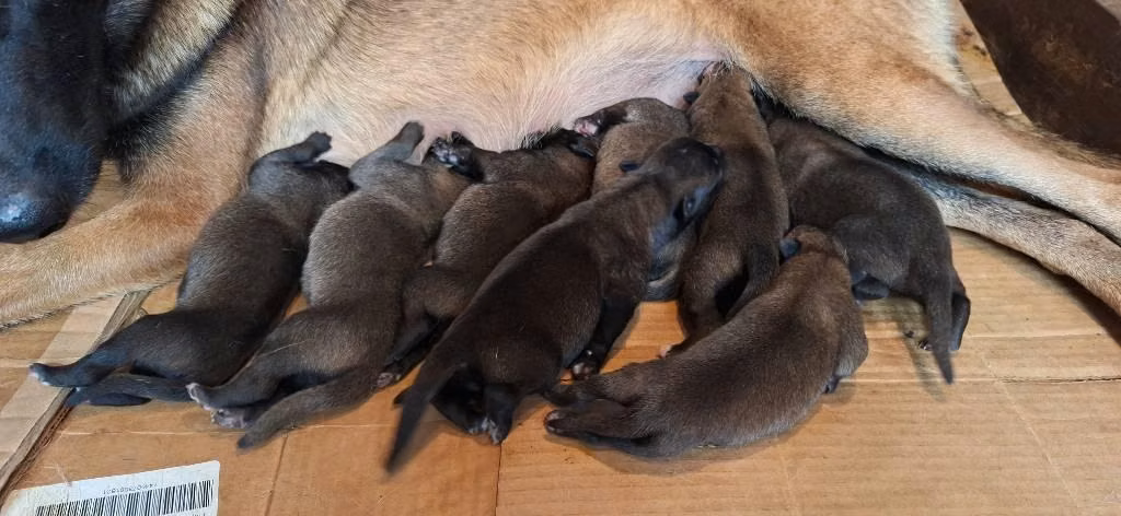 Cachorros pastor belga malinois
