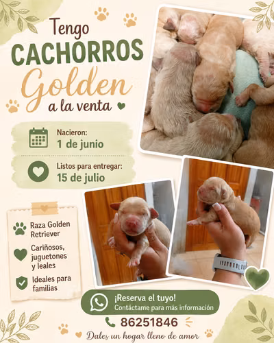 Golden retriever